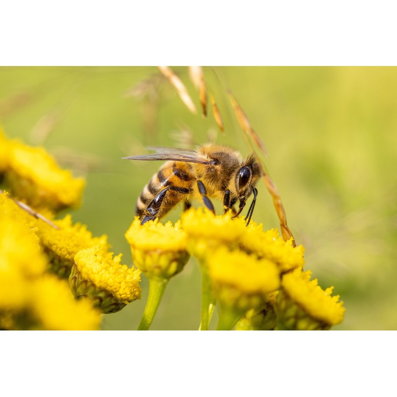 formation en E-learning en apithérapie - tous les produits de la ruche pour votre santé
